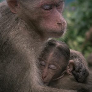 Τα μωρά που τρέφονται με γάλα- φόρμουλα μεγαλώνουν ‘πολύ γρήγορα’