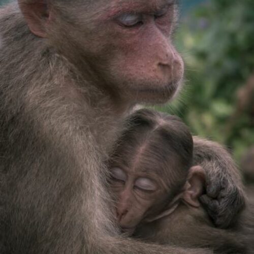 Τα μωρά που τρέφονται με γάλα- φόρμουλα μεγαλώνουν ‘πολύ γρήγορα’